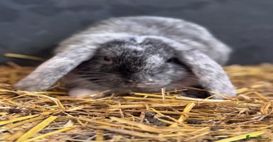 Mini Lop rabbits - Advert 3