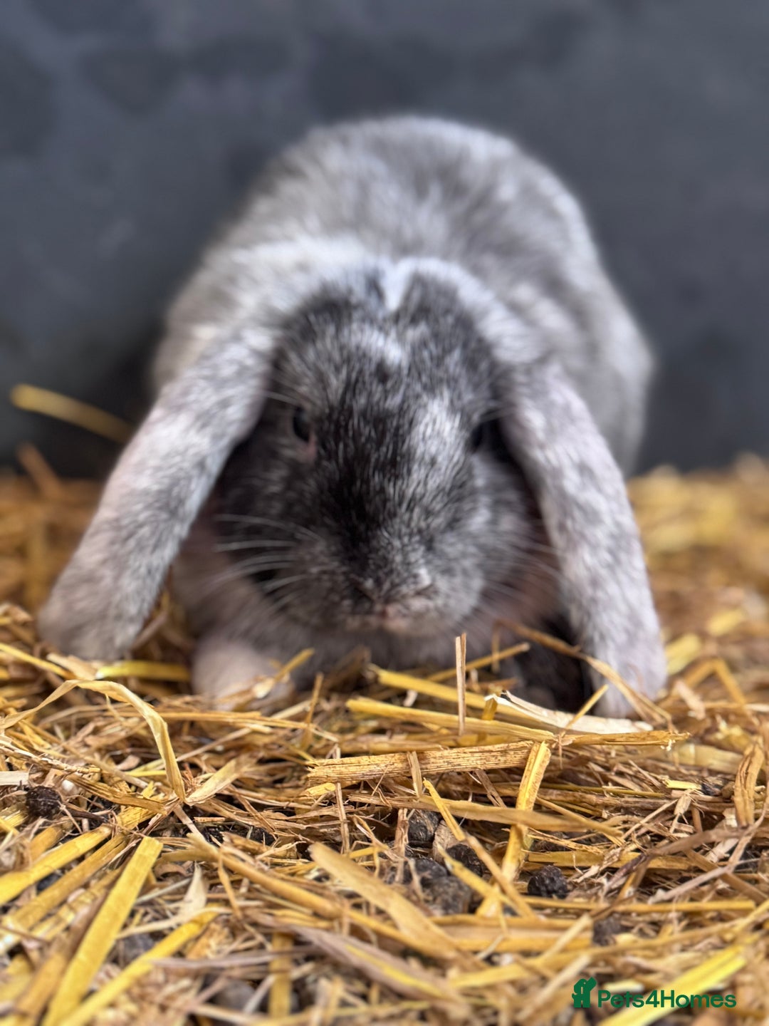 Mini Lop rabbits for sale: 2 sweet bonded mini lop girls - Image 2