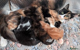 Mixed Breed cats for sale: Kittens  - Image 8