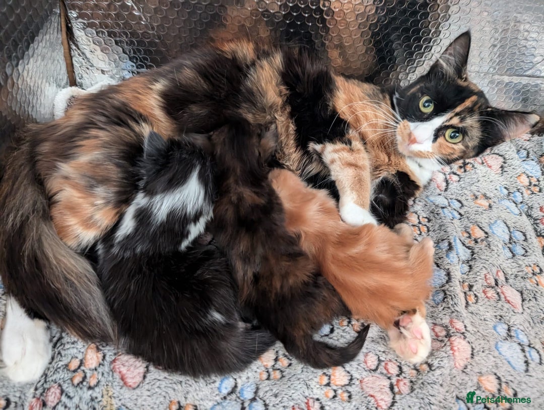 Mixed Breed cats for sale: Kittens  - Image 8