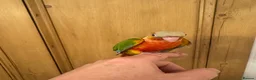 Conures birds for sale: Hand Reared Conures For Sale - Advert 10