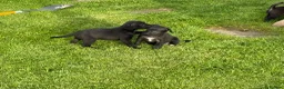 Mixed Breed dogs for sale: First Cross Bedlington Whippets in Whitby - Advert 11