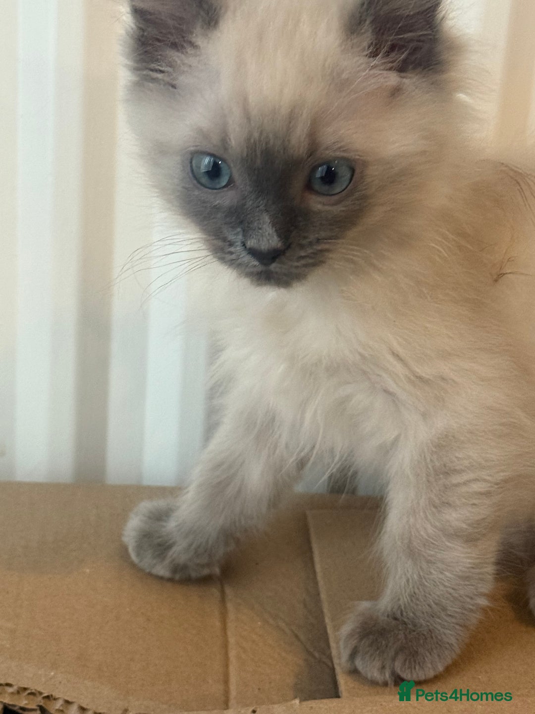 Ragdoll cats for sale: Ragdoll baby - Advert 6