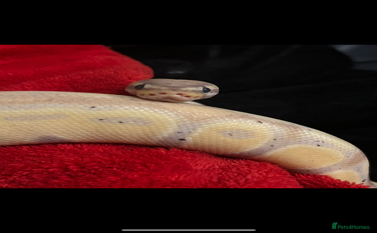 Python Snake reptiles - Advert 1