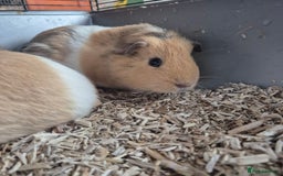 Guinea Pig rodents for sale: Silkie x American bonded sisters  - Advert 8