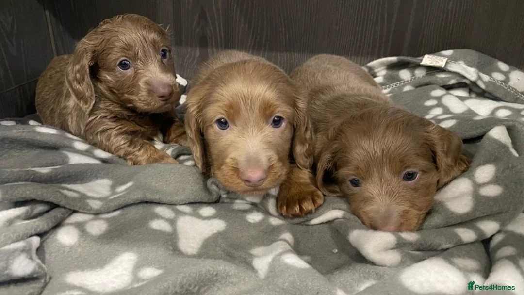 Miniature Dachshund dogs for stud: **RogueRoyales Luxe** PRA Clear Long Hair in Wolverhampton - Advert 23