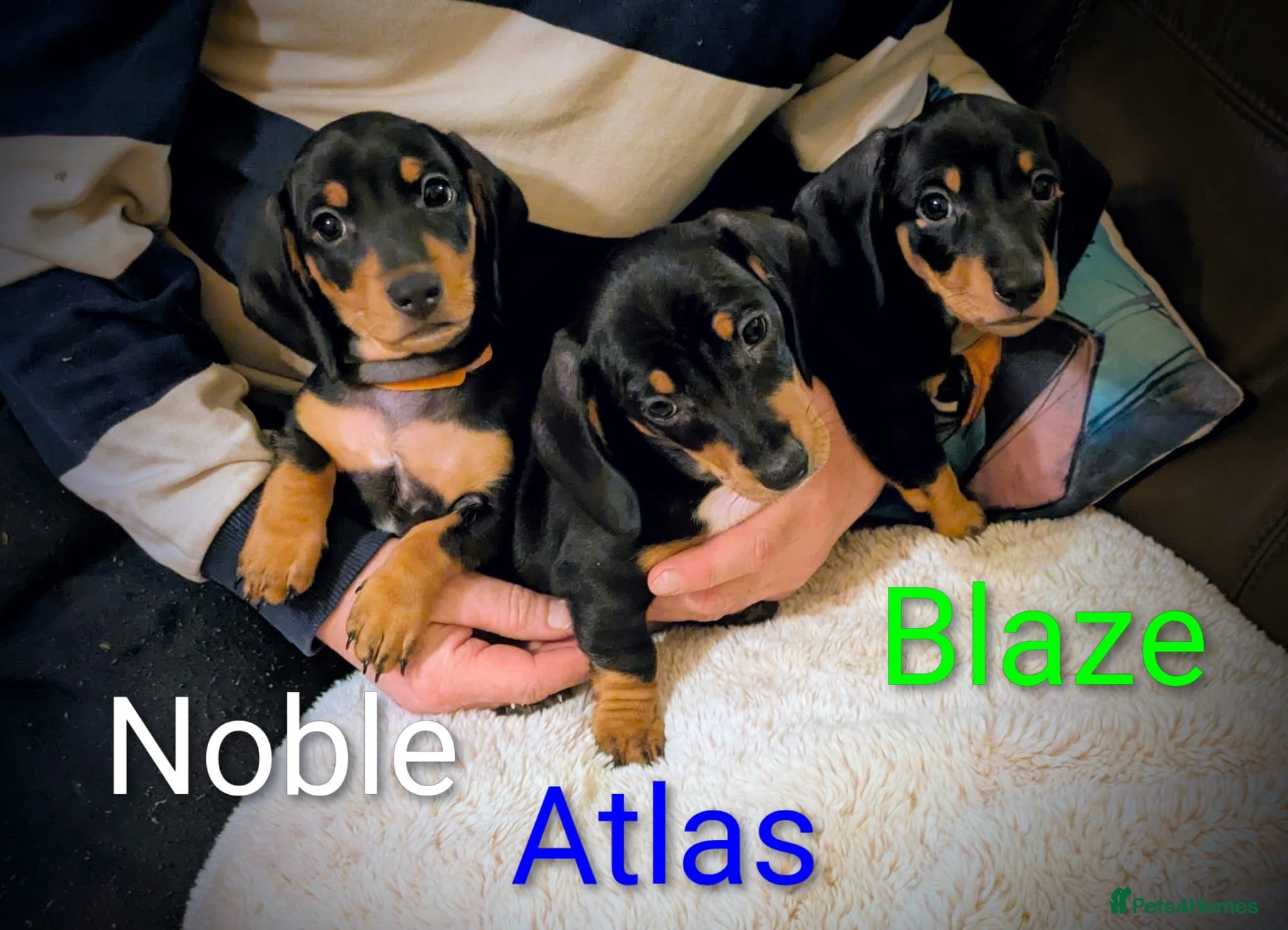 Miniature Dachshund dogs Ready Now KC Reg Miniature Dachshunds  - Advert 14