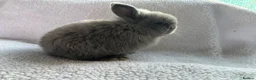French Lop rabbits for sale: Beautiful French lops  - Advert 6
