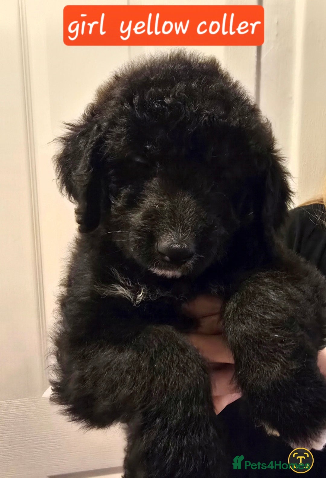 Mixed Breed dogs for sale: Standard poodle x. Collie/sheperd - Advert 7
