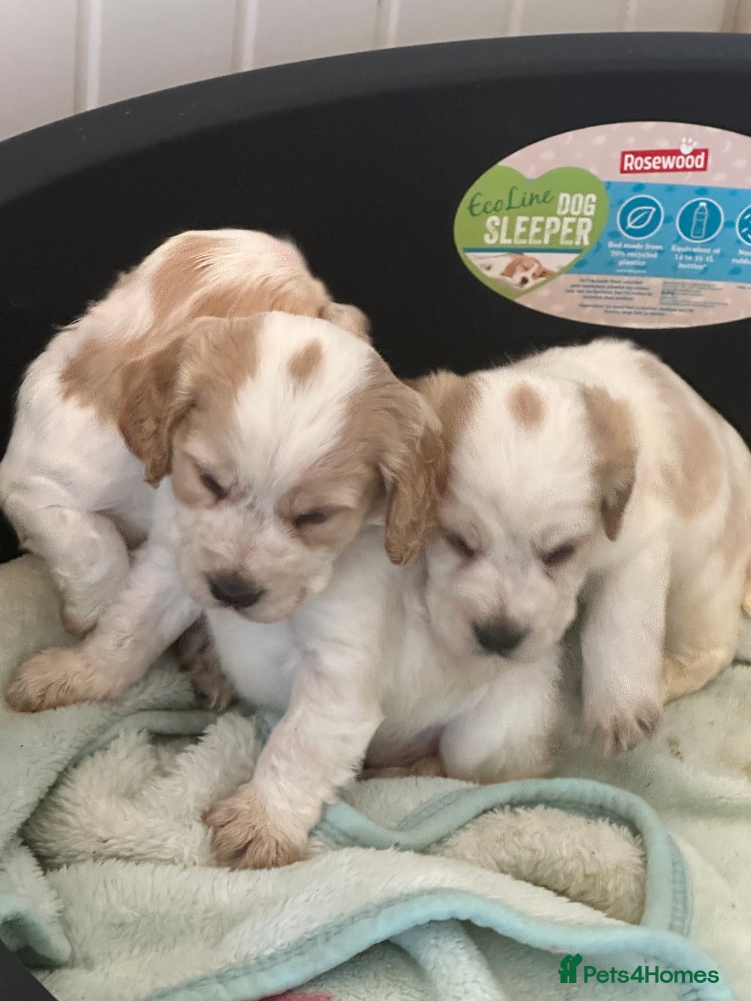 Cocker Spaniel dogs for sale: 1 boy available orange roan  - Advert 7