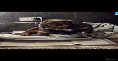 English Bulldog dogs - Advert 12