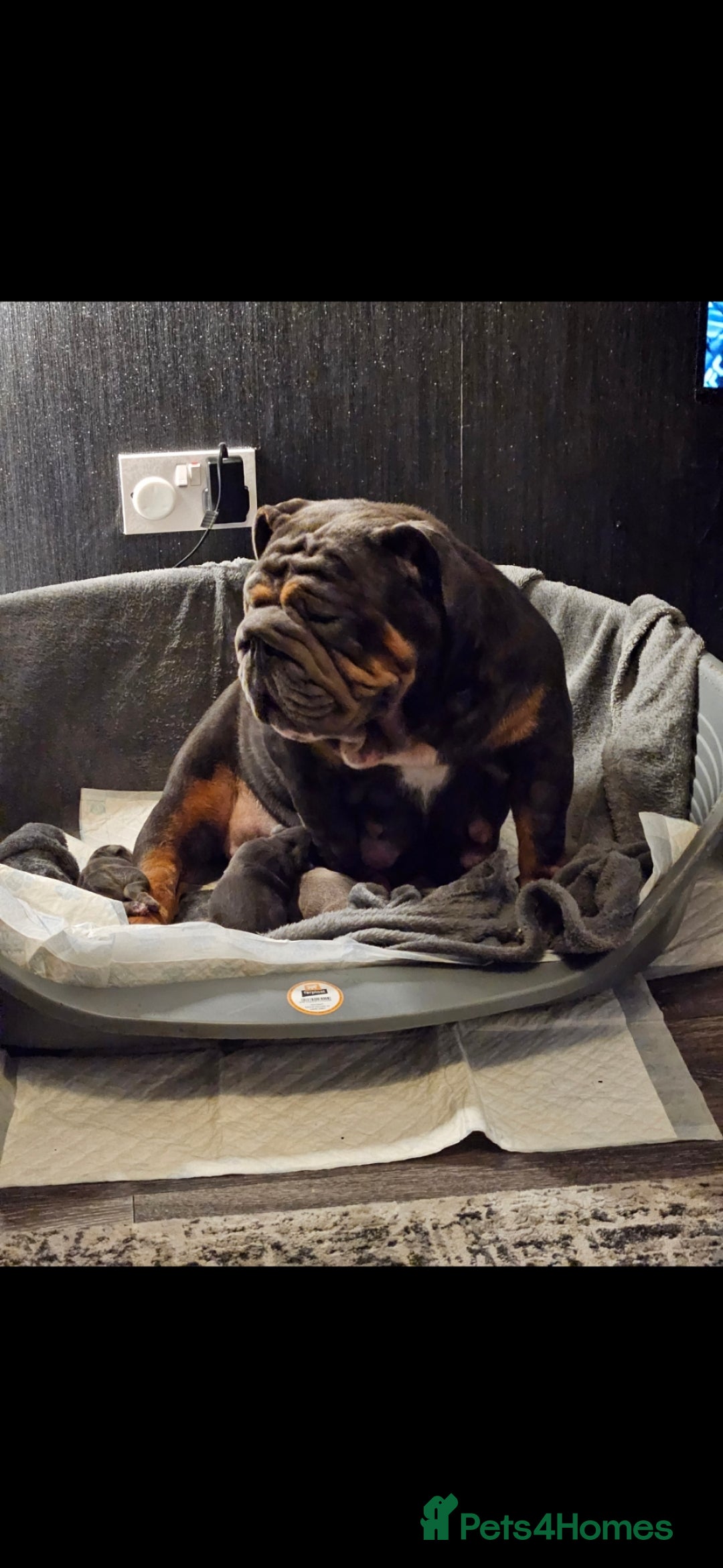 English Bulldog dogs for sale: Kc british bulldogs  - Image 26