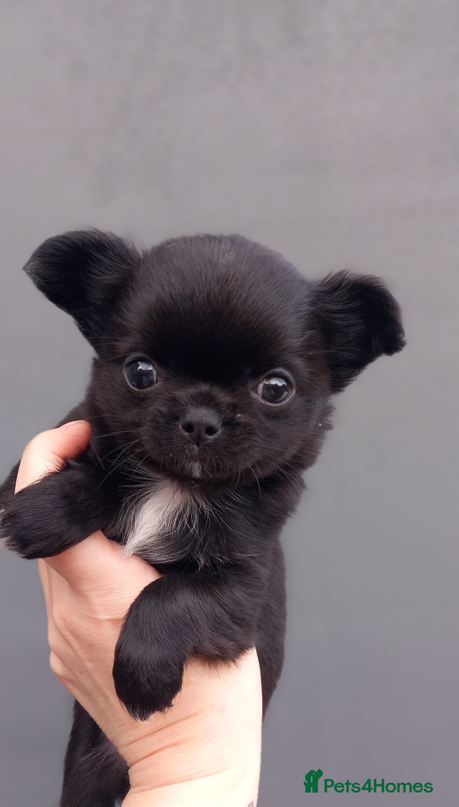 Chihuahua dogs ❤️‍🔥DNA tested parents❤️‍🔥2Boys💙long-coat - Advert 1