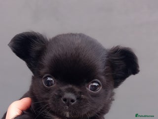 Chihuahua dogs ❤️🔥DNA tested parents❤️🔥2Boys💙long-coat - Advert 5