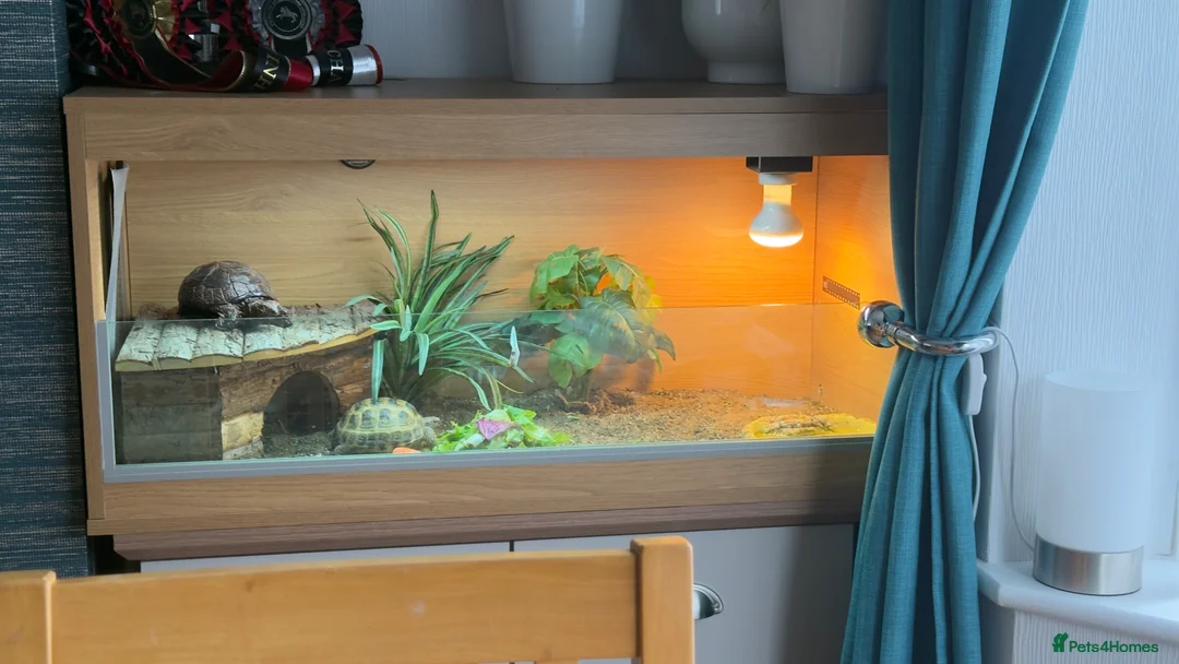 Tortoise reptiles for sale: Horsefield tortoise with complete setup - Advert 3