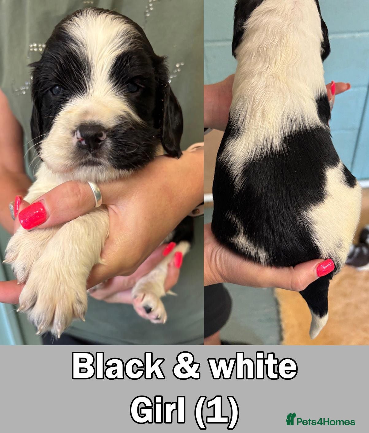 English Springer Spaniel dogs Gayener English Springer spaniels - Advert 2