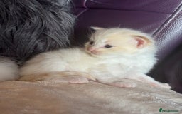 Ragdoll cats for sale: Tortie flame mink sepia tica  - Image 4