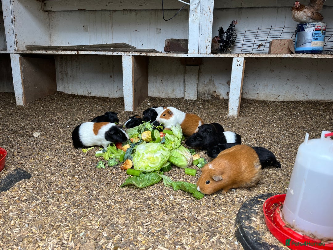 Guinea Pig rodents for sale: Beautiful Baby Guinea Pigs🐹 - Image 3