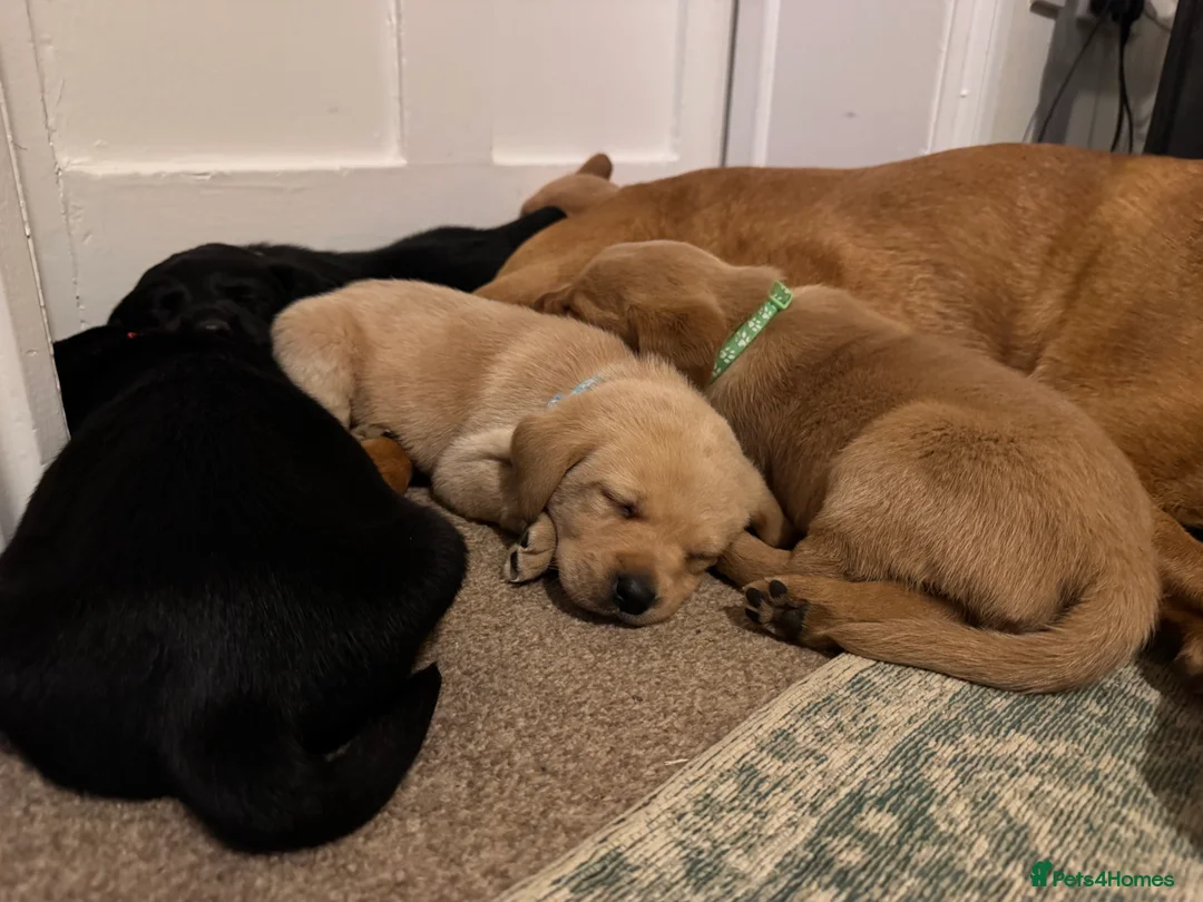 Labrador Retriever dogs for sale: Beautiful KC registered Lab boys  - Advert 2