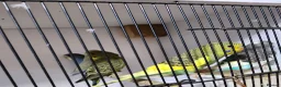 Budgerigars birds for sale: Baby budgies - Advert 3