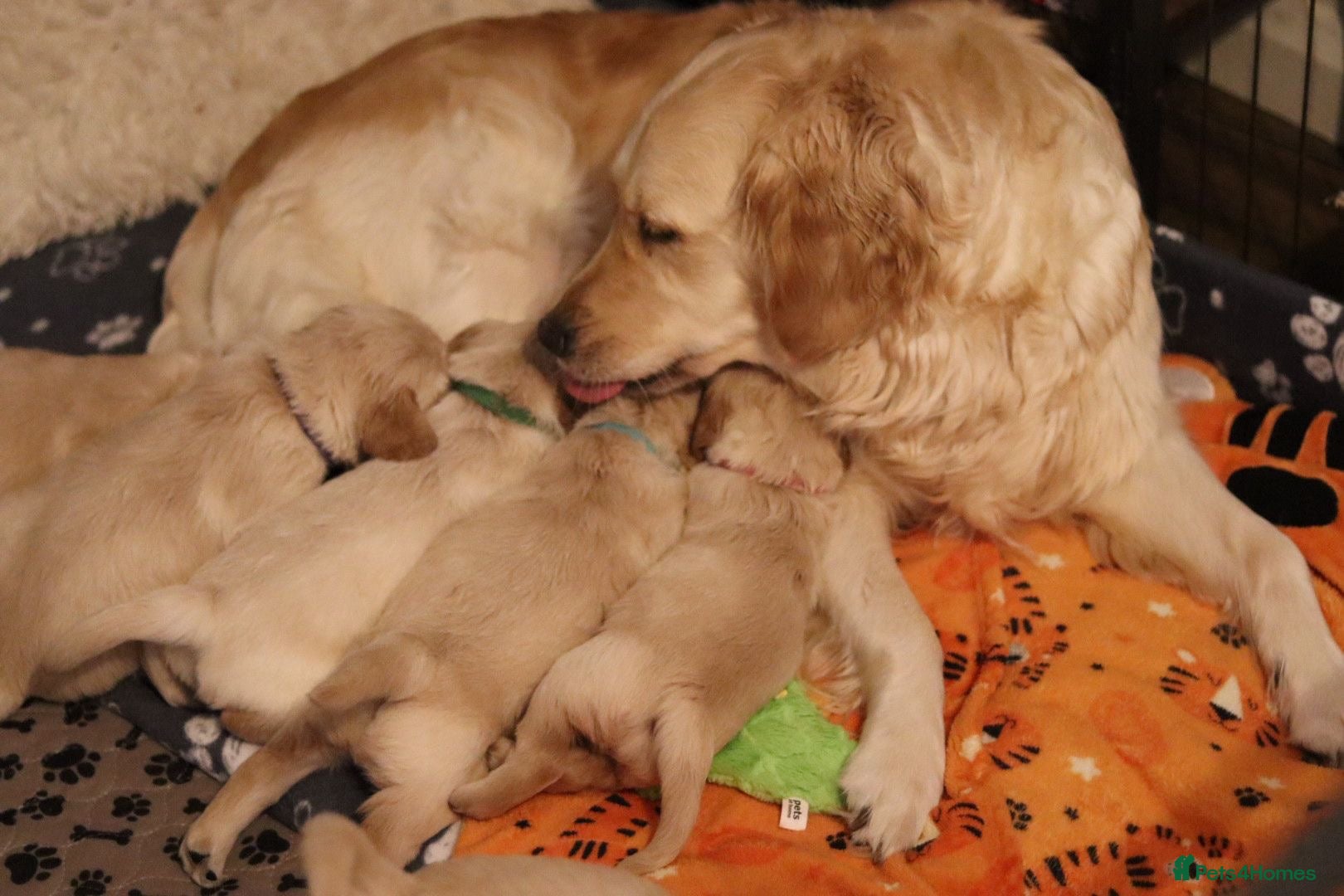 Golden Retriever dogs Beautiful KC Registered Golden Retriever puppies - Advert 2