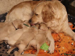 Golden Retriever dogs Beautiful KC Registered Golden Retriever puppies - Advert 2