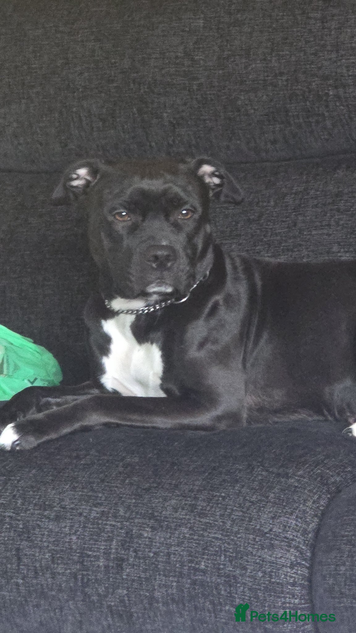 Staffordshire Bull Terrier dogs 1 female puppy - Advert 5