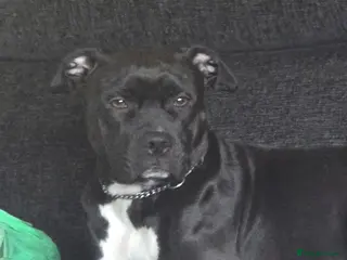 Staffordshire Bull Terrier dogs 1 female puppy - Advert 5