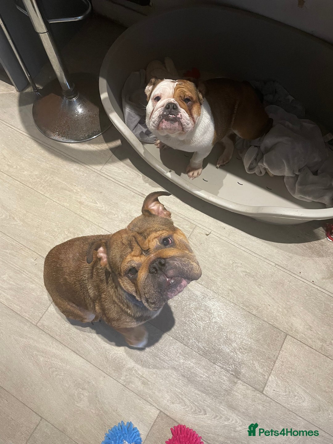 English Bulldog dogs for sale: English bulldog - Advert 1