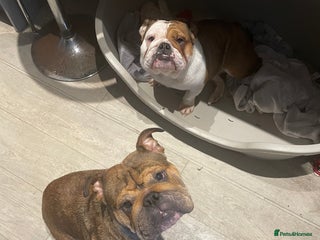 English Bulldog dogs English bulldog - Advert 1