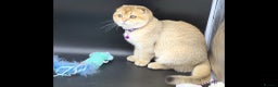 Scottish Fold cats for sale: Beautiful TICA Registered Scottish Girl Kittens - Advert 10