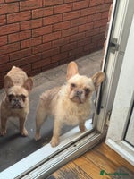 French Bulldog dogs Stu Little, Curious George, Martha, Bunjee - Advert 2