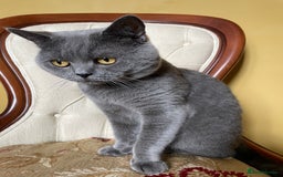 British Shorthair cats for stud: British shorthair blue cat for stud - Image 8