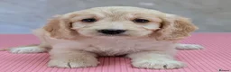 Cockapoo dogs for sale: Licensed breeder, health tested F1 cockapoos - Advert 37