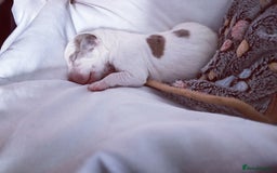 Staffordshire Bull Terrier dogs for sale: Am Staff White blue merle spots  - Image 4