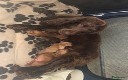 Cocker Spaniel dogs for sale: Beautiful KC working cocker spaniel puppies.  - Image 11