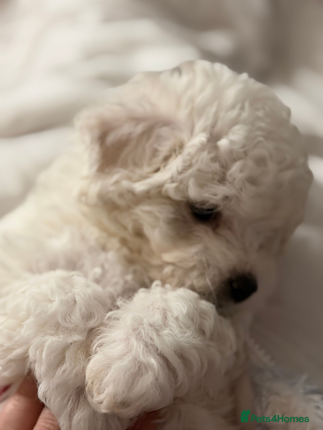 Bichon Frise dogs for sale: KC Registered Pedigree Bichon Frise Puppies - Advert 16