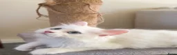 Turkish Angora cats for sale: Long hair kittens  - Advert 12