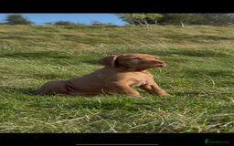Hungarian Vizsla dogs for sale: Wirehaired Vizsla’s - Image 22