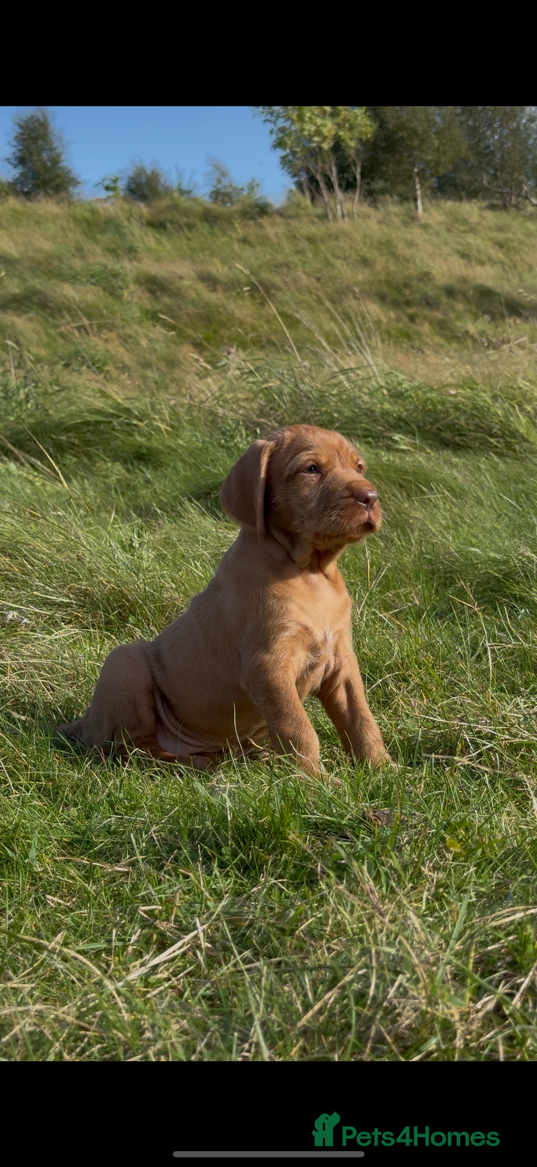 Hungarian Vizsla dogs for sale: Wirehaired Vizsla’s - Image 22