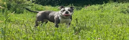 Mixed Breed dogs for sale: Victorian Bulldog × Staffy Puppies 4 Loving Homes - Advert 1