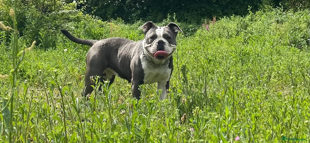 Mixed Breed dogs for sale: Victorian Bulldog × Staffy Puppies 4 Loving Homes - Advert 1