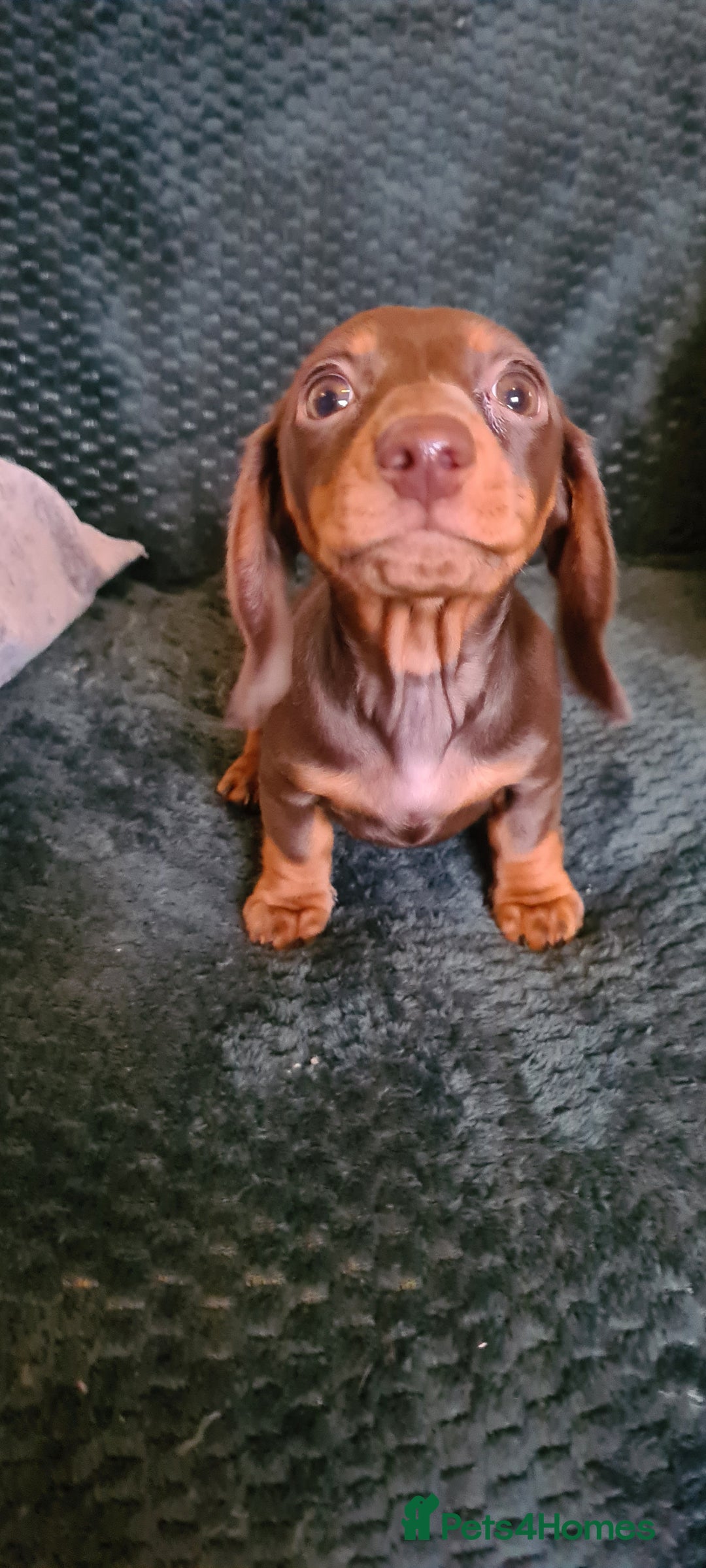 Miniature Dachshund dogs for sale: Last female kc reg choc and tan smooth haired - Advert 6