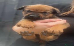 Mixed Breed dogs for sale: Stunning Rottweiler cross Belgian malinois  - Image 8