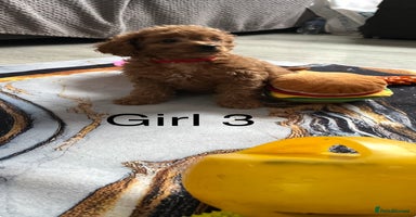 Cavapoo dogs - Advert 6