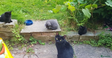 Mixed Breed cats - Advert 8