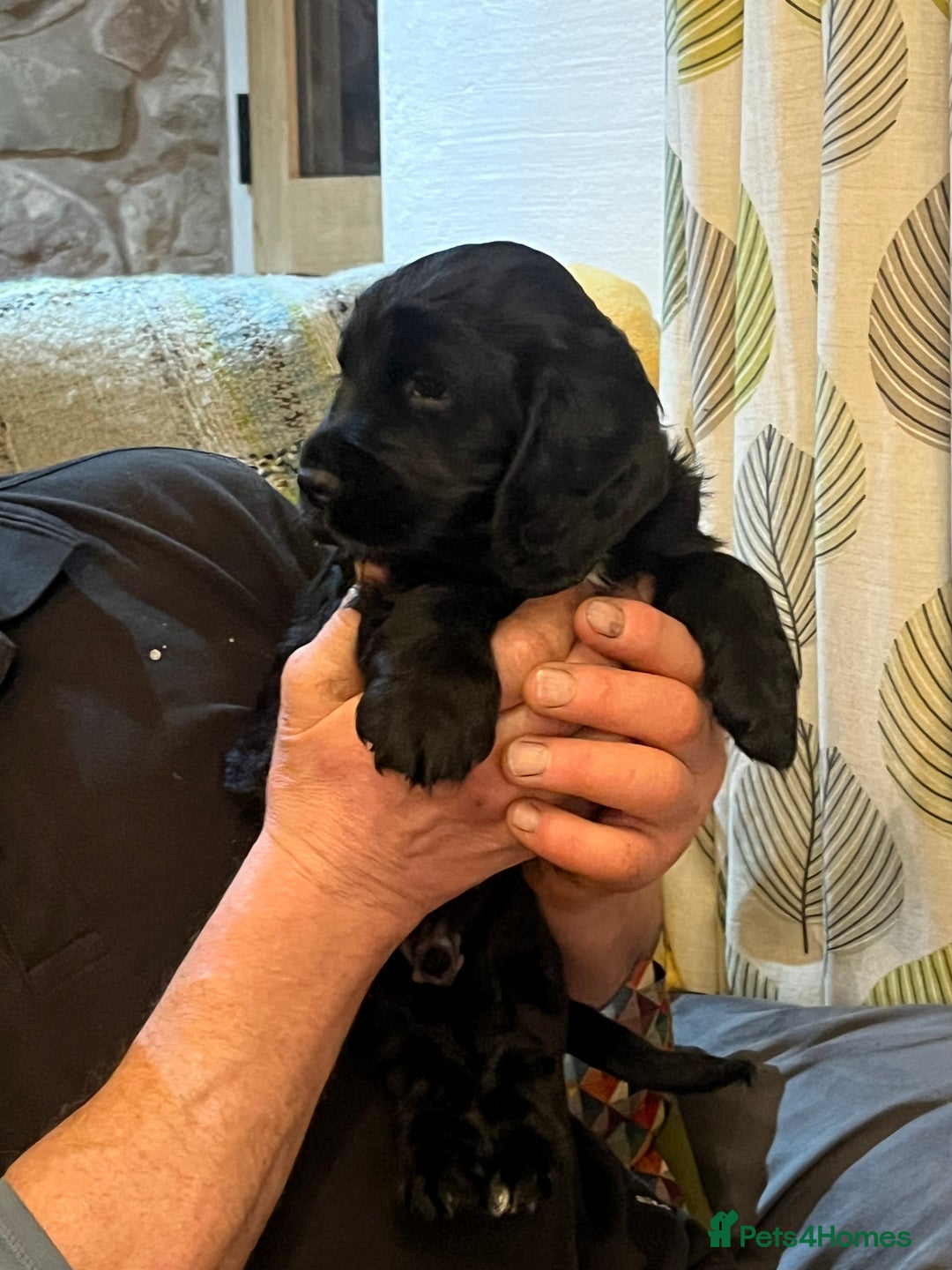 Cocker Spaniel dogs for sale: Gorgeous working cocker spaniel puppies for sale  - Advert 6
