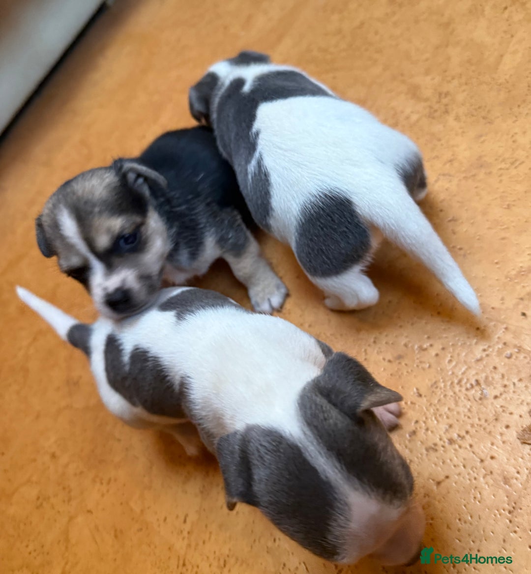 Jack Russell dogs for sale: Miniature jack Russell’s  - Advert 8