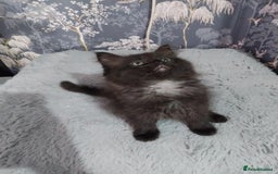 Ragdoll cats for sale: Ragdoll X Maine Coon  - Image 7
