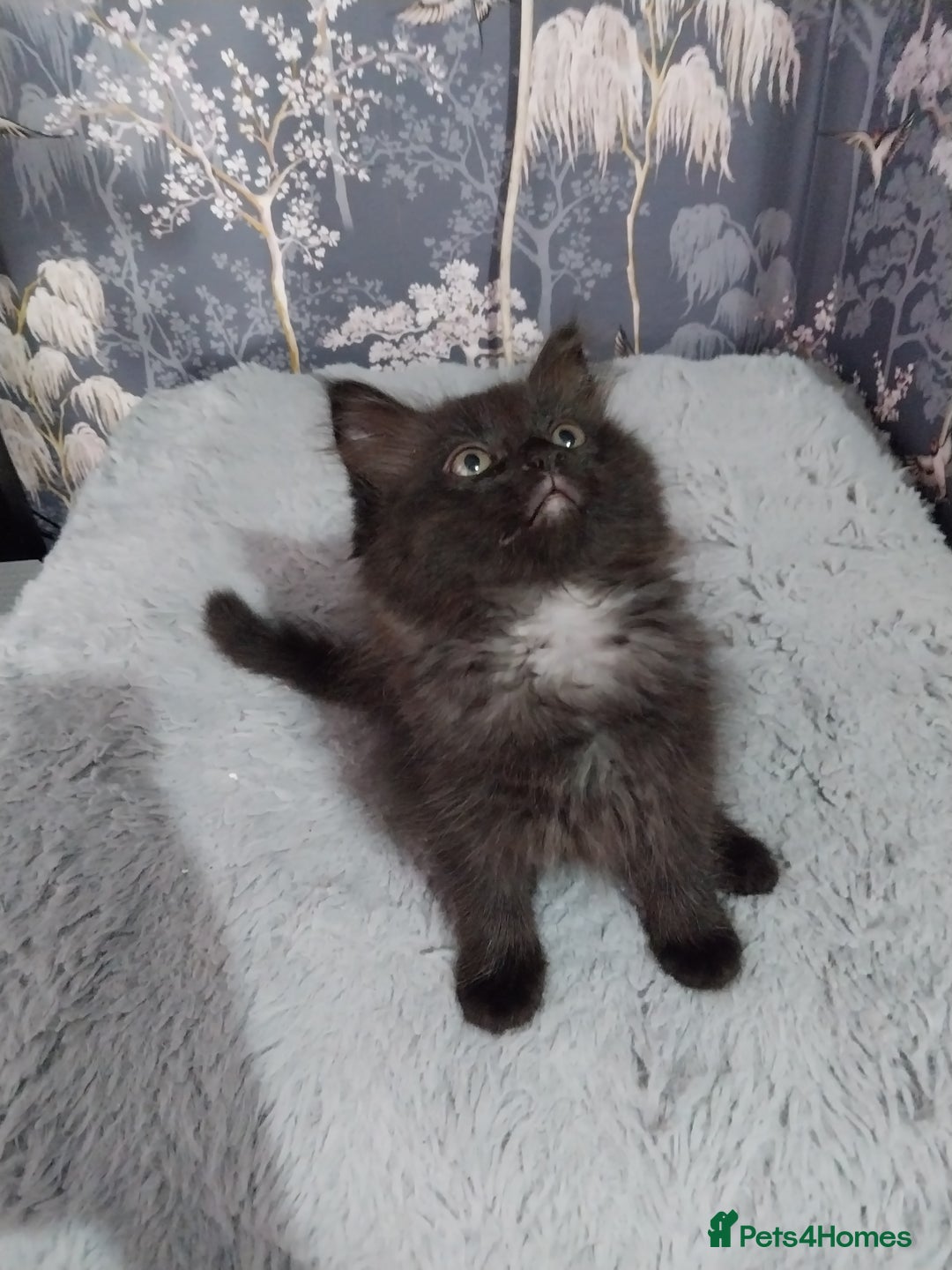 Ragdoll cats for sale: Ragdoll X Maine Coon  - Image 7